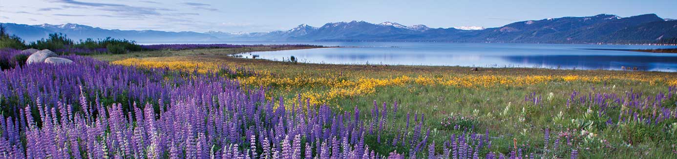 Field of flowers with Lake Tahoe in the background