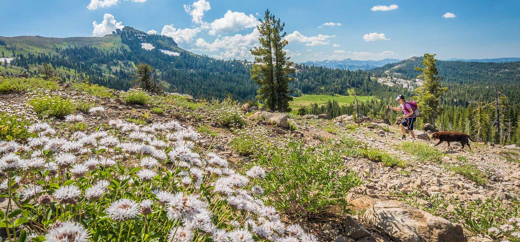 Hiker with dog on trail in Sierra with beautiful spring flowers