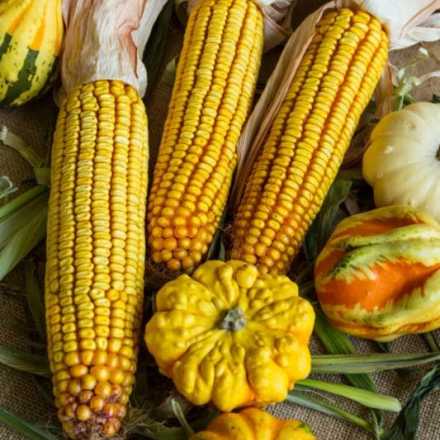 Corn and Gourds
