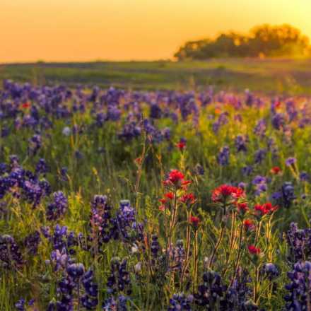 Sunset over a field with purple flowers
