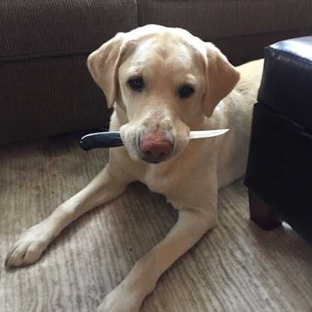 Foster the yellow lab holding a knife in his mouth