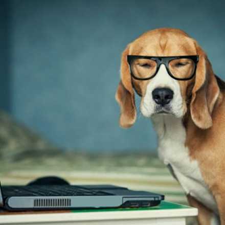 Dog wearing reading glasses sitting at a laptop