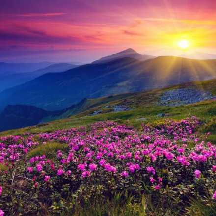 Field of flowers, sunrise, mountains