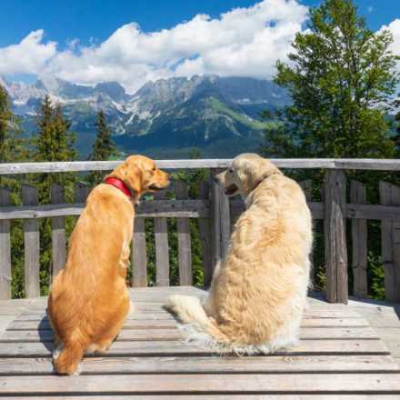 Two golden retrievers on deck facing away looking at each other