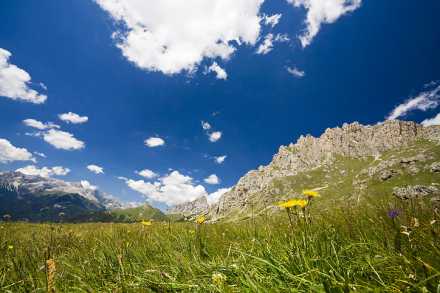 Meadow with wild flowers under blue sky