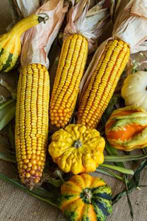 corn and gourds