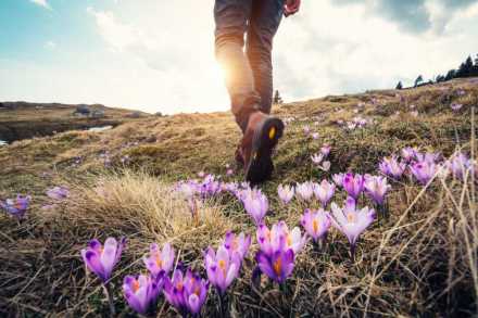 person hiking on field with purple flowers