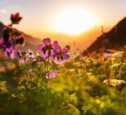 sun rising over flower blooms