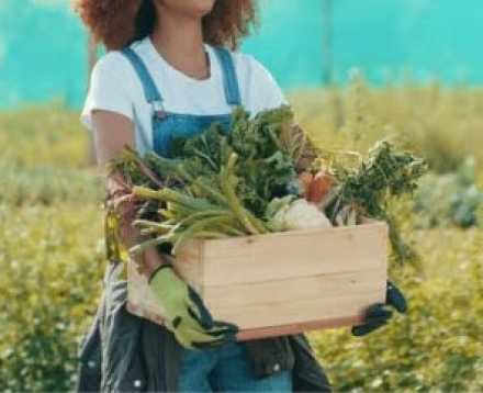 person carrying a box of freshly harvested vegetables
