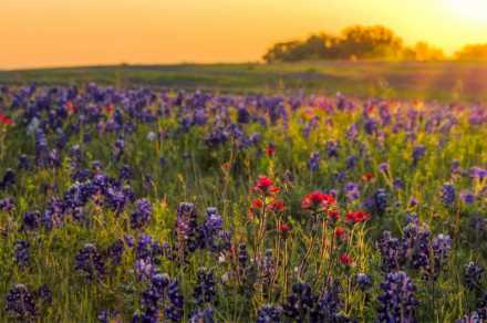 Sunset over a field with purple flowers