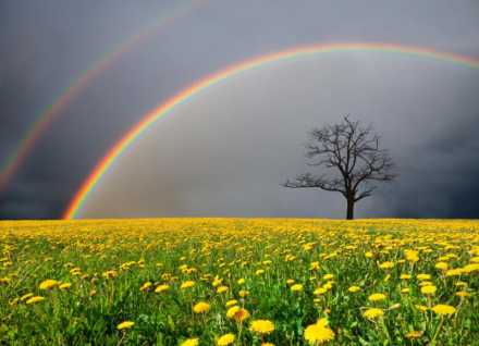 rainbow and field of flowers