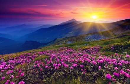 Field of flowers, sunrise, mountains