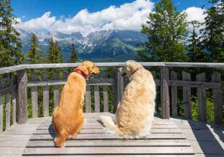 Two golden retrievers on deck facing away looking at each other