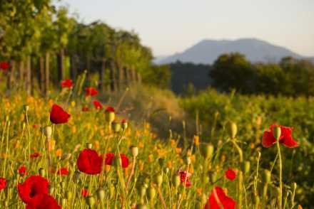 Field of poppies 