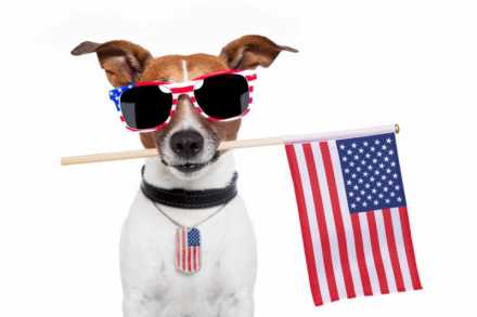 Dog wearing sunglasses holding American Flag