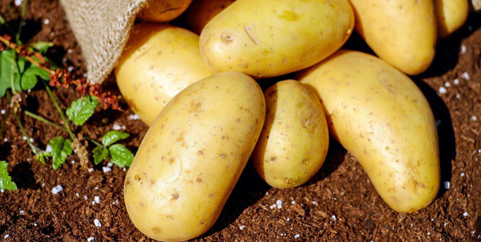 freshly picked yukon potatoes