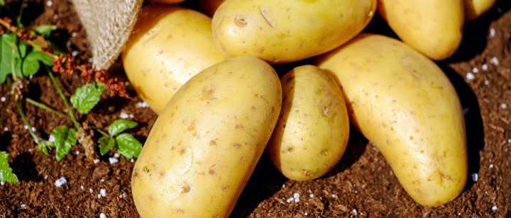 freshly picked yukon potatoes