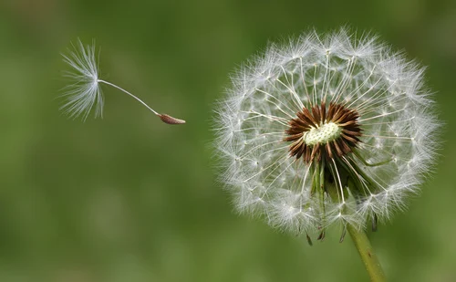 Dandelion condolence or sympathy card design with seeds dandelion
