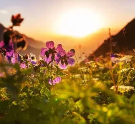 easternsun flowers in early morning sun