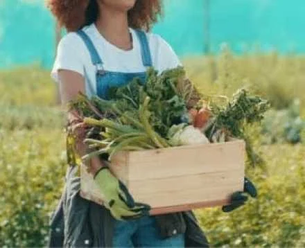 harvest women carrying harvest box