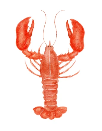lobster lobster