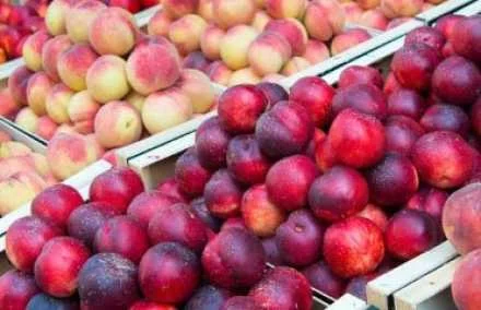 peaches stone fruit