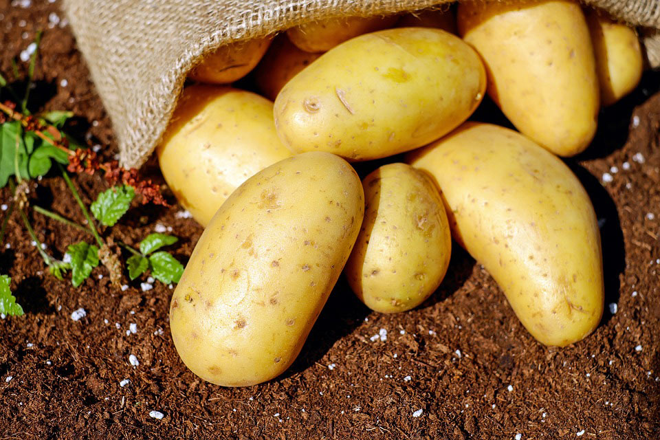 potatoes freshly picked yukon potatoes