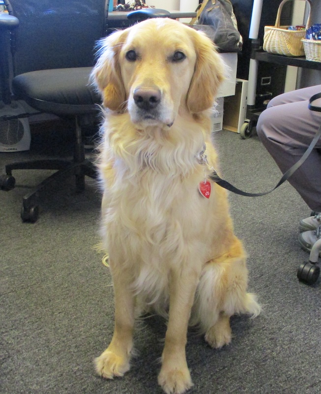 Photo of the Therapy Dog