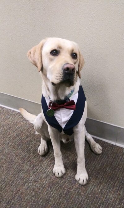 Murphy the Therapy Dog