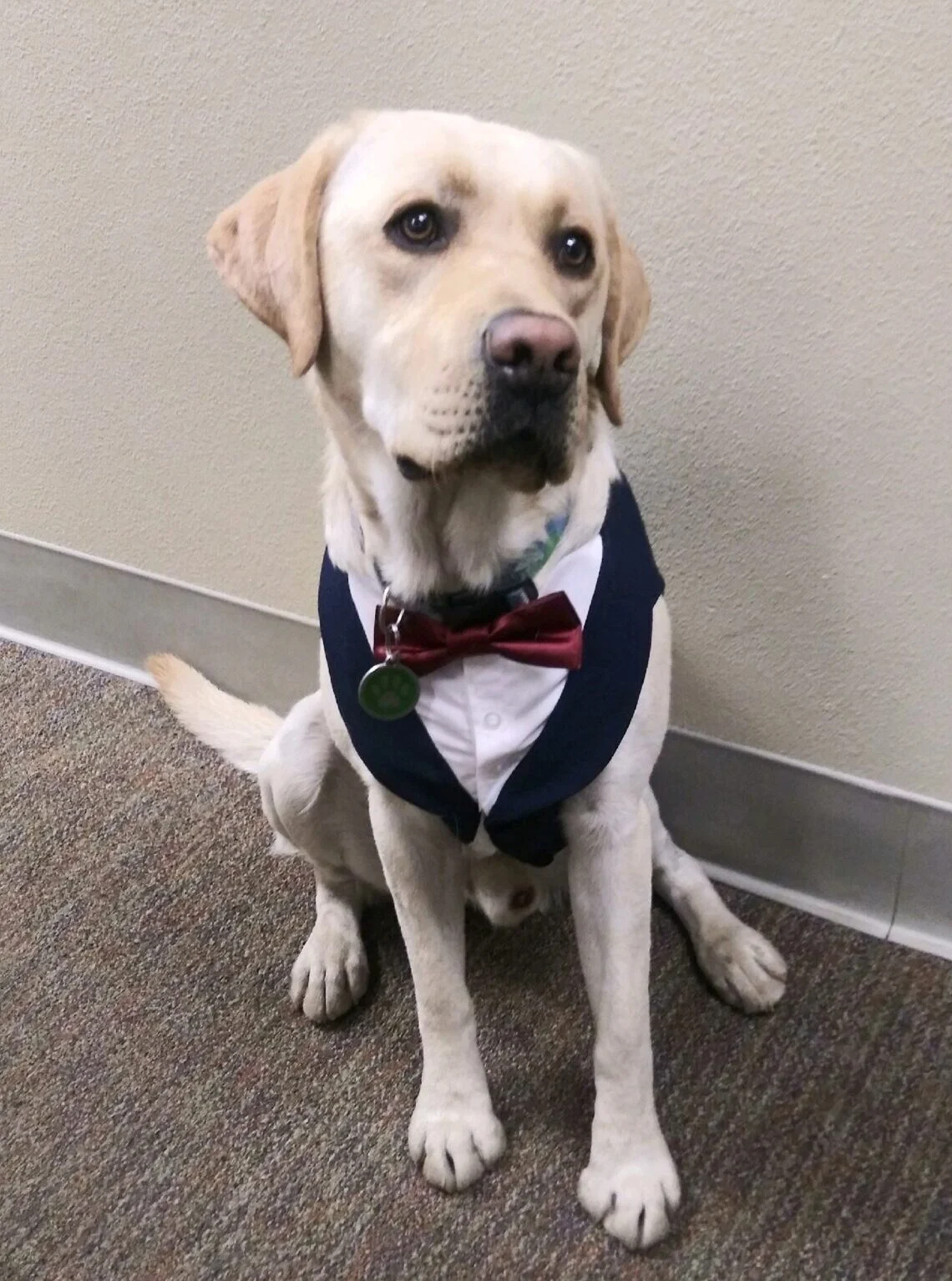 Murphy the therapy dog