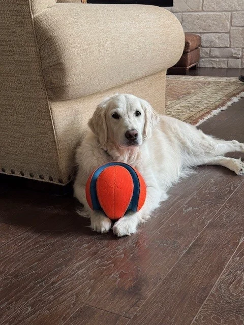 Gracie the English Cream Golden Retriever Therapy Dog