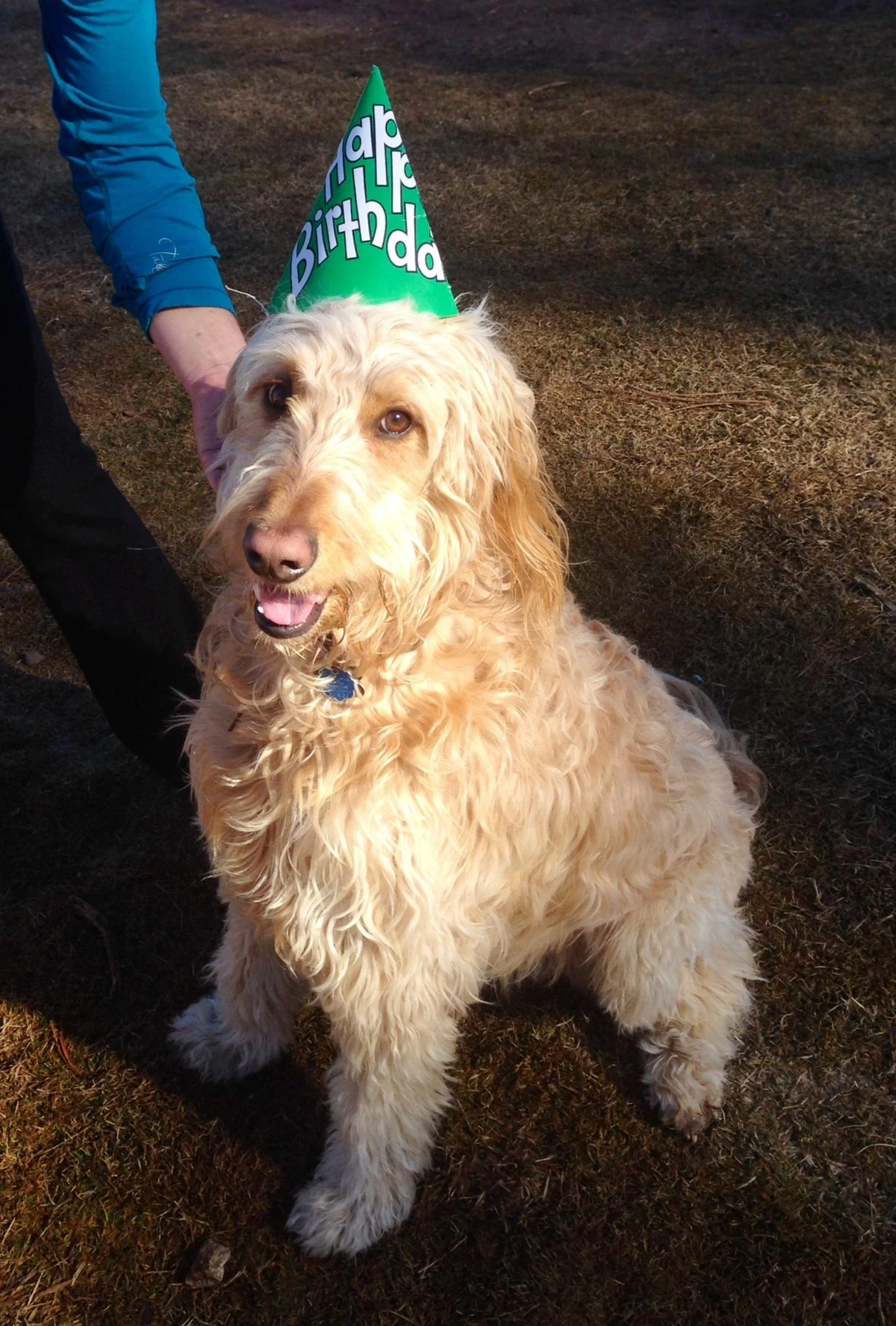 Huckleberry the Golden Doodle Therapy Dog