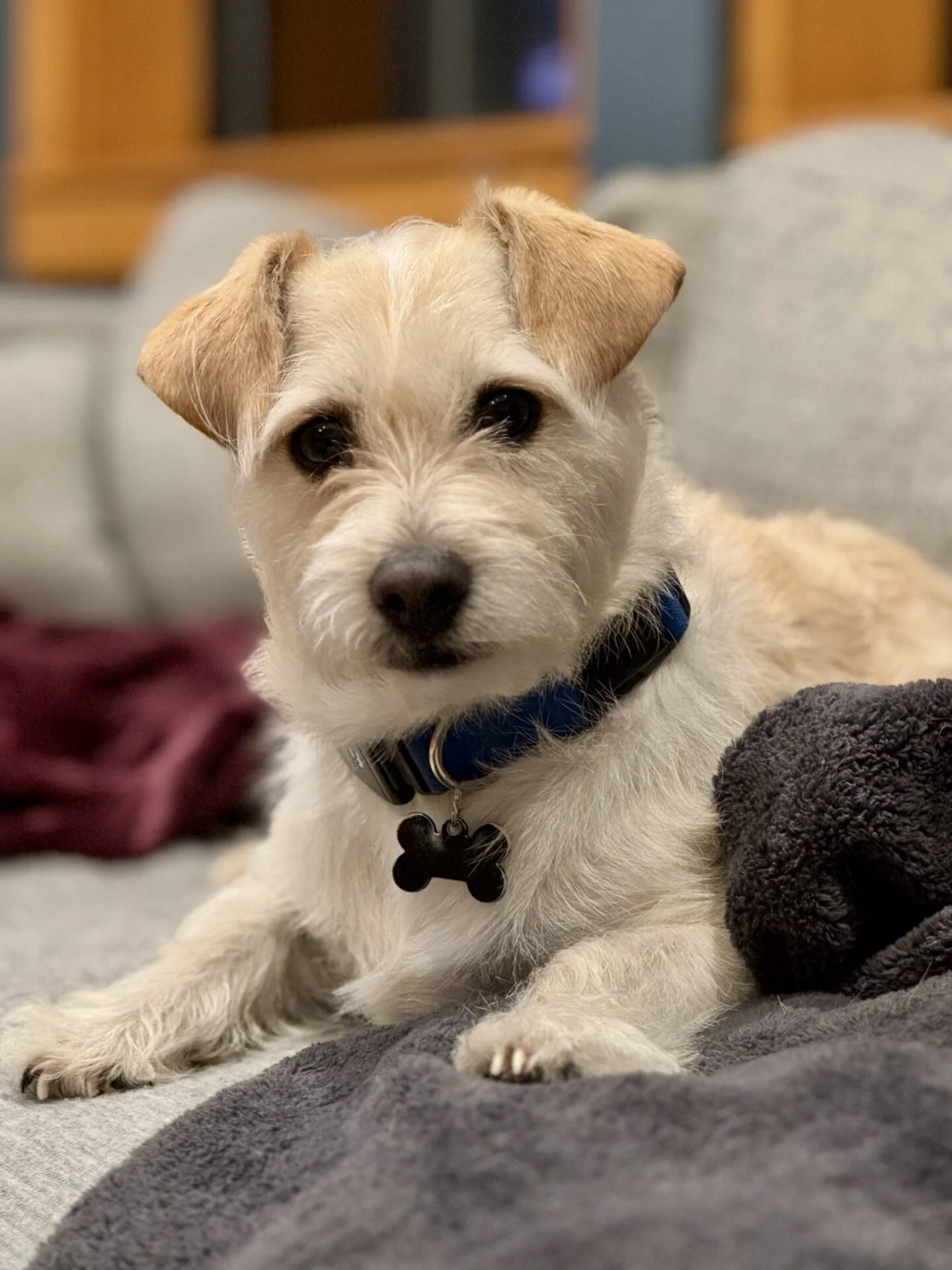 Hank the Terrier Poodle Therapy Dog