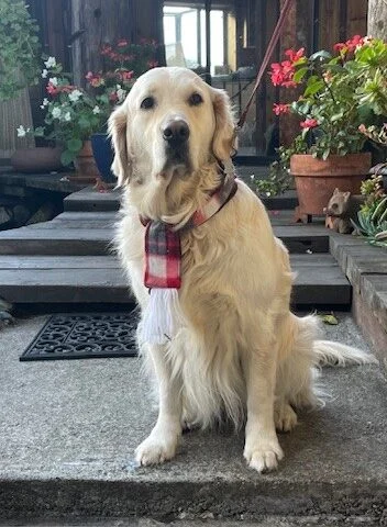 Marlee the Therapy Dog