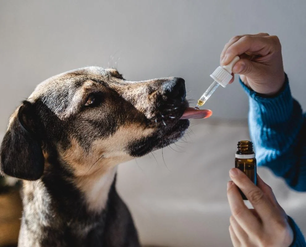 dog receiving medication via a dropper