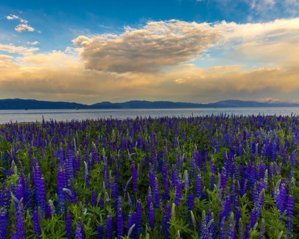 field of blooming purple lupines