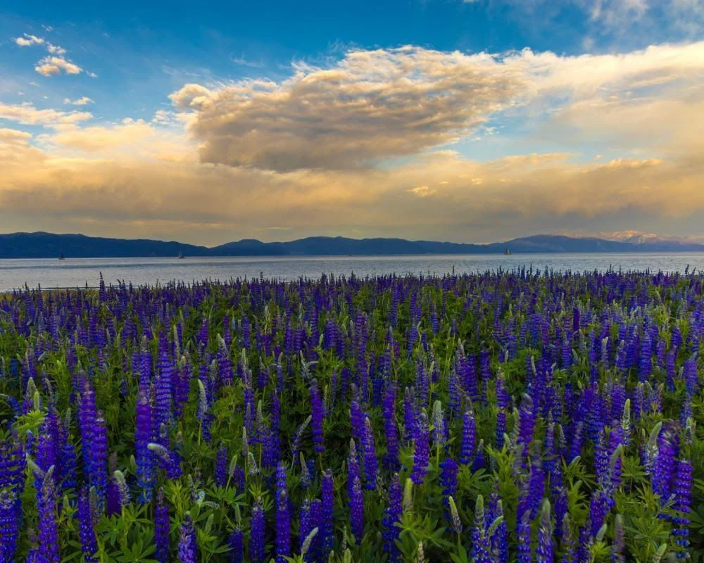 lupines field of blooming purple lupines