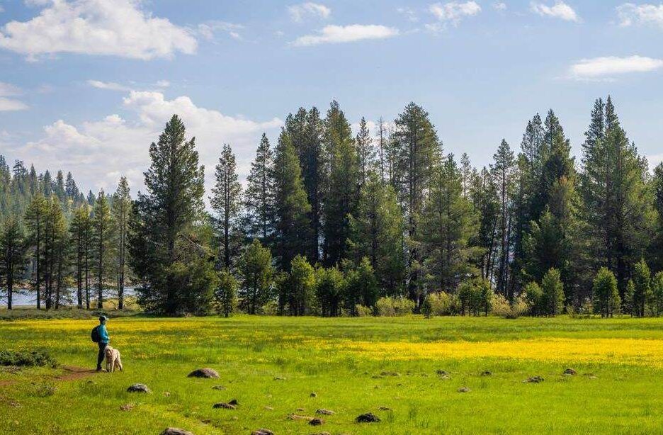 mayortho spring meadow walk with dog