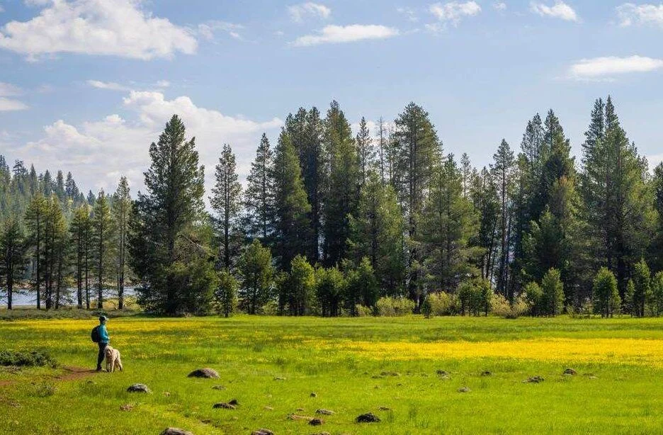 mayortho spring meadow walk with dog