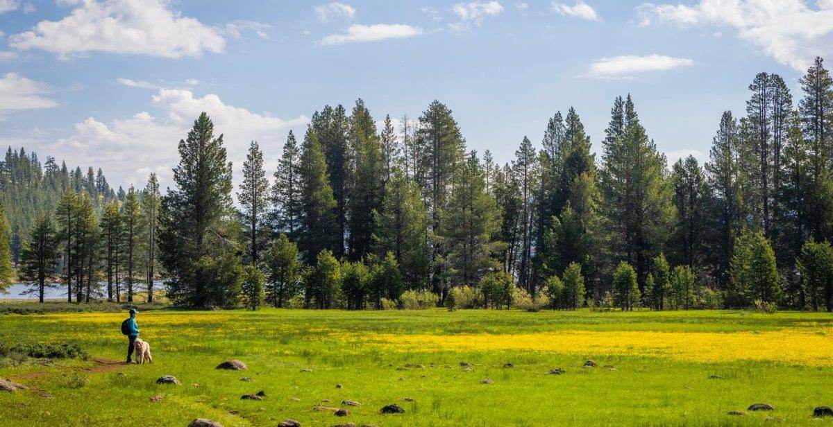 spring meadow walk with dog