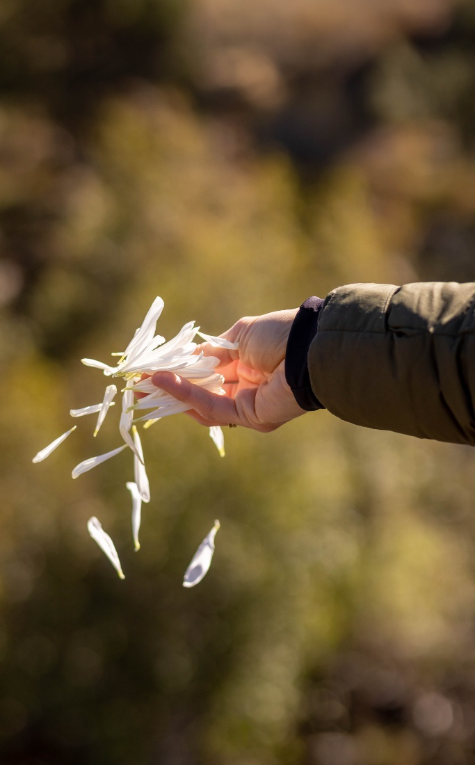 Hand releasing white flower petals