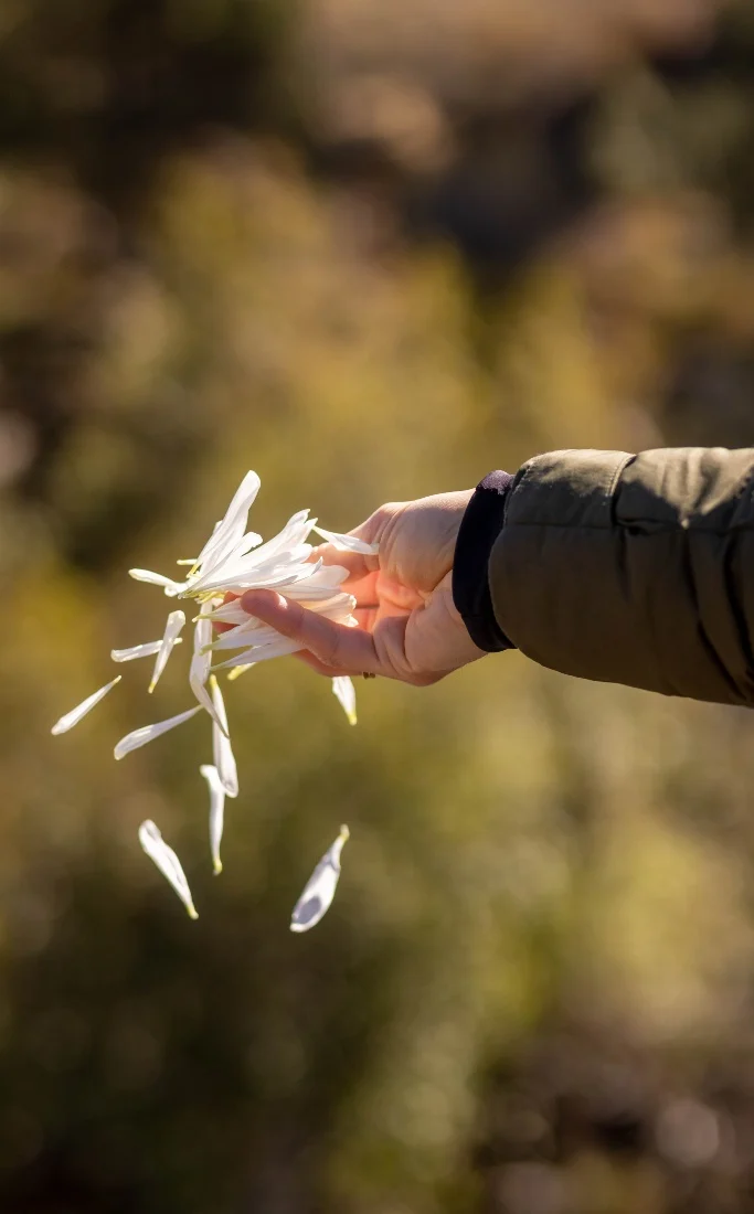 Hand releasing white flower petals