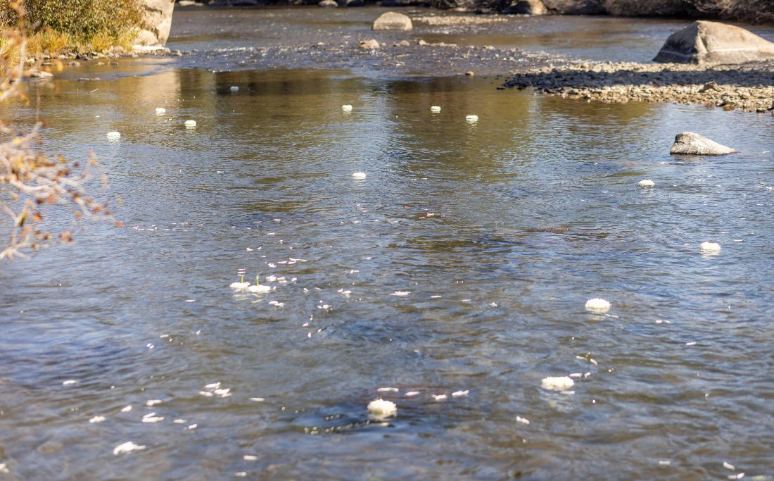 White flowers floating on the river