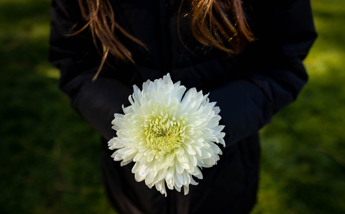 Close-up of a white chrysanthemum held by someone in dark clothing