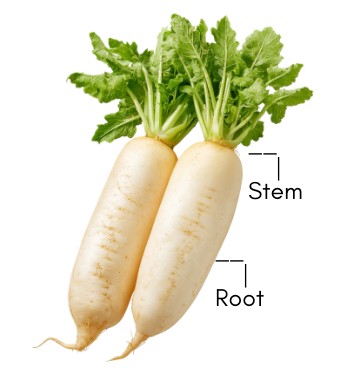 Daikon Radish diagram labeling the root and stem