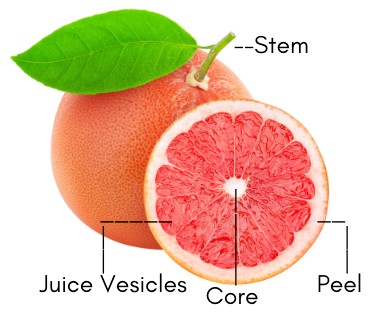 Grapefruit diagram that labels stem, peel, core and juice vesicles