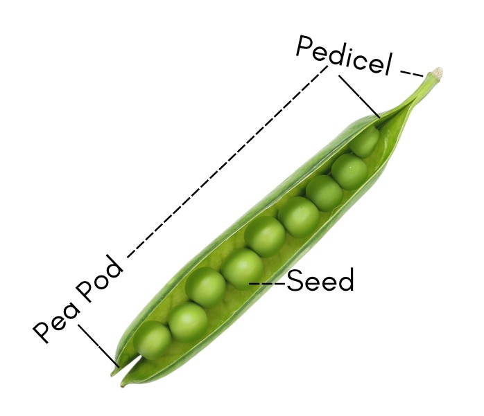Snap peas diagram labeling pea pod, see, and pedicel