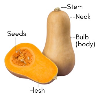 butternut squash cut in half labeled with stem, neck, bulb, flesh and seeds