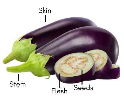 eggplant labeled with skin, stem, flesh and seeds