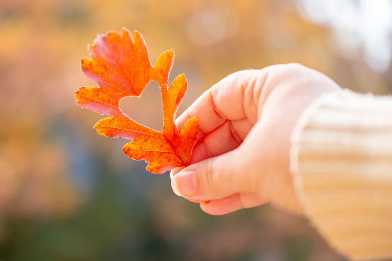 Female hand holds autumn leaf with heart shape cutout